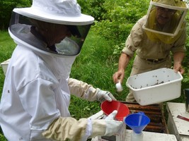 Sampling a honeybee colony