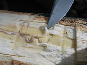 emerald ash borer larva at point of knife