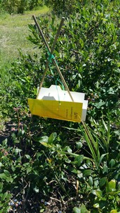 Trap for blueberry maggot