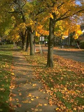 Street Trees
