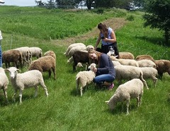 Visiting sheep
