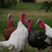 group of turkeys