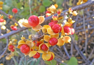 Showy bright red fruit with yellow capsules of oriental bittersweet.
