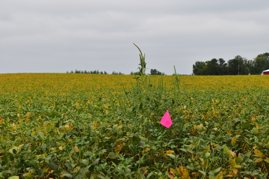 Palmer amaranth in soybean field