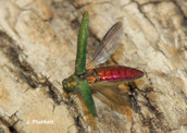 EAB adult