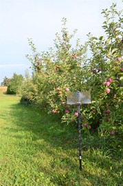 A brown marmorated stink bug sticky card trap in an apple orchard.