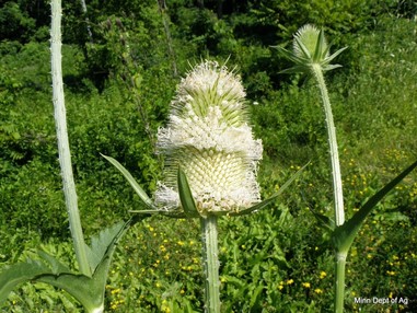 The flowers of cutleaf teasel have distinctive bracts and the stems are prickly.