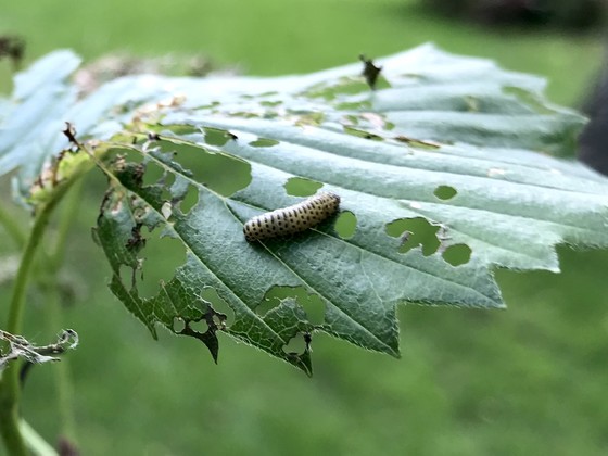 The viburnum leaf beetle on a leaf