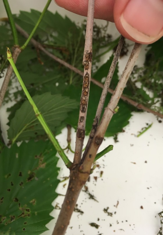 The viburnum leaf beetle egg pits on a twig