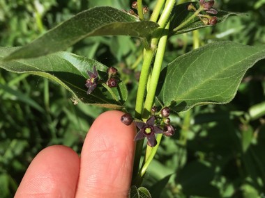 Black swallow-wort is a milkweed vine with tiny dark purple flowers.