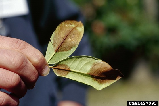 A rhododendron leaf with brown spots caused by Phytophthora ramorum 