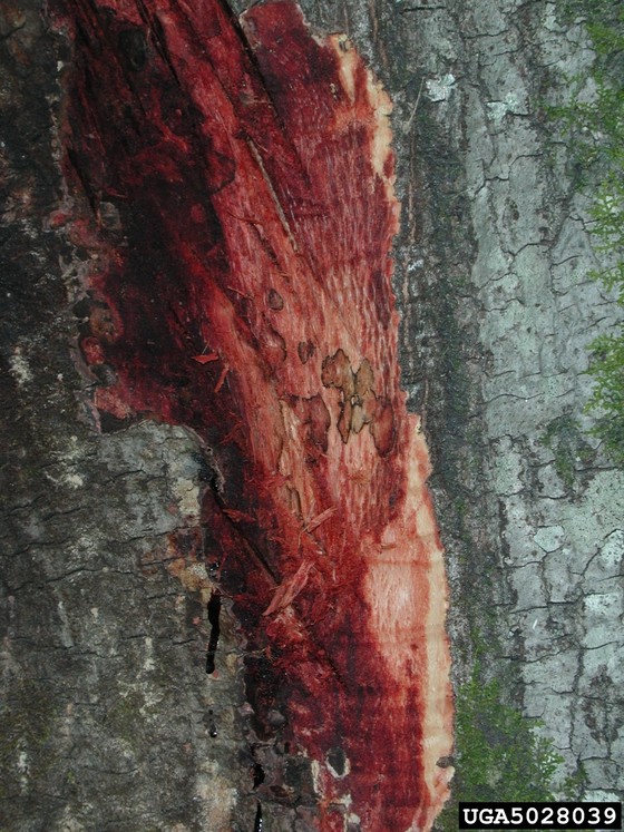 Officials on the Lookout for Sudden Oak Death Disease as it Spreads to