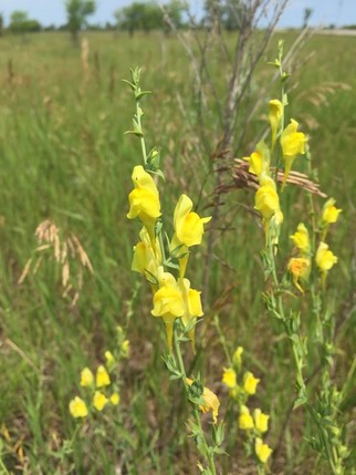 Dalmatian toadflax has yellow flowers with a distinctive spur at the base of the flower