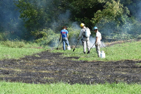 People torch the site of the Palmer amaranth infestation to kill off plants and seed