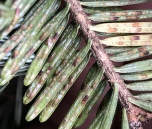 Elongate hemlock scale