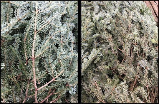 Two fir tree branches, left branch not infested, right branch infested with elongate hemlock scale