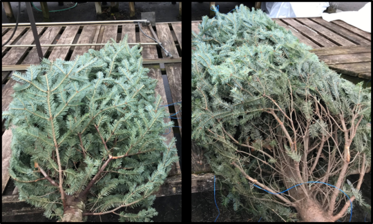 Two fir trees, left is not infested, right is infested with elongate hemlock scale