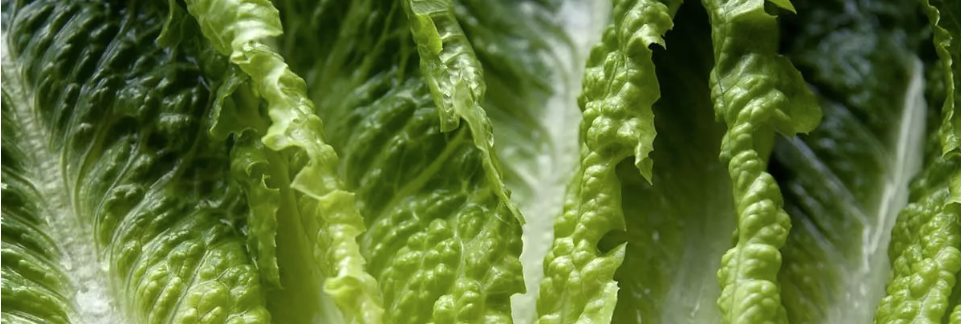 image of lettuce