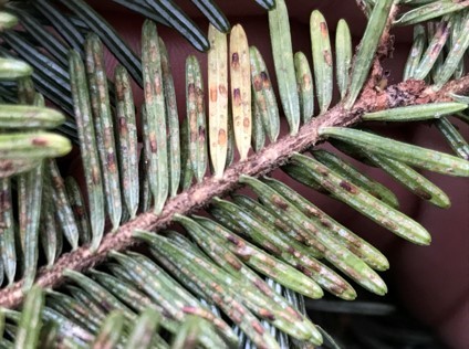 Elongate hemlock scale on a fir branch