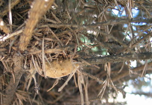 Gypsy moth egg mass on spruce tree
