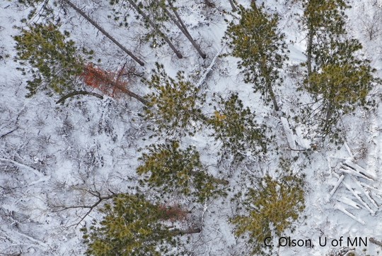 An aerial image shows Oriental bittersweet in a forested area.