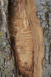 Emerald ash borer larval feeding gallery in ash tree