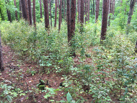 A Siberian peashrub infestation in a pine forest in Clearwater County, Minnesota.