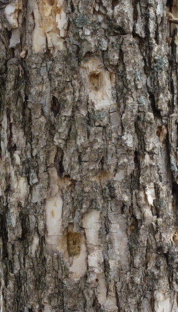 Emerald ash borer woodpecker damage on an ash tree