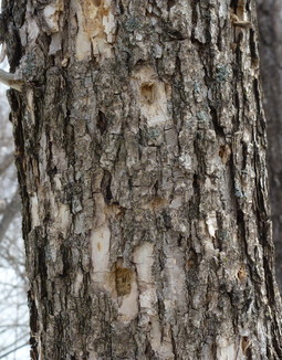 Emerald ash borer woodpecker damage on an ash tree