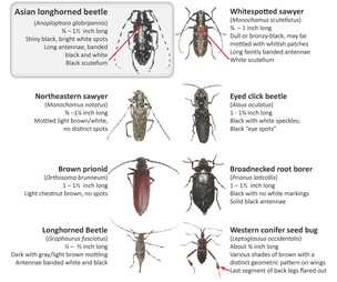 Asian Longhorned Beetle Look-alikes - Massachusetts Department of Agricultural Resources