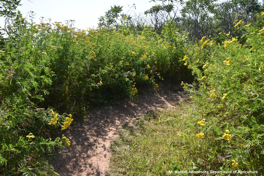 Common tansy along a bike trail in Duluth.