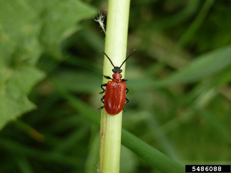 Adult lily leaf beetle