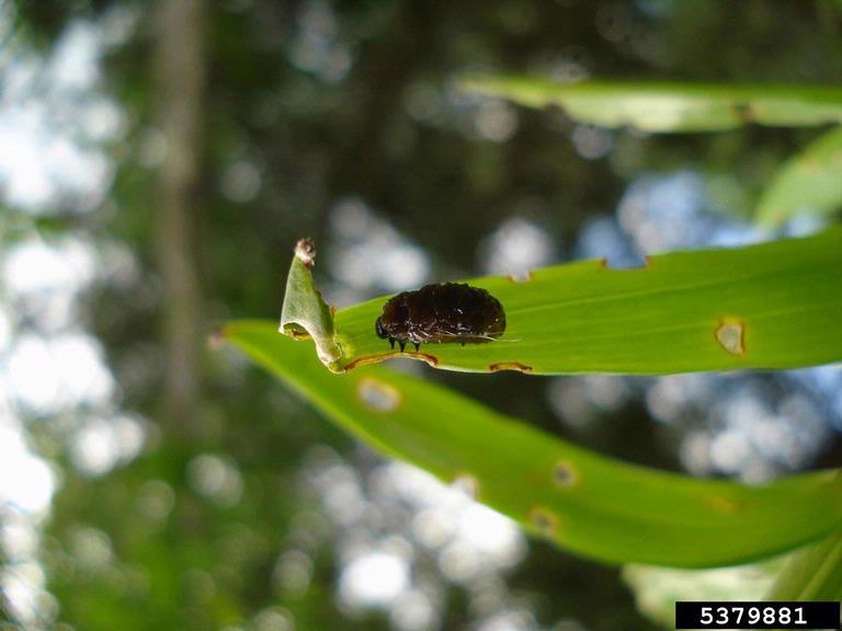 Lily leaf beetle larva