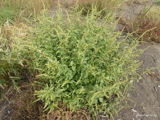 A Palmer amaranth plant in a conservation planting