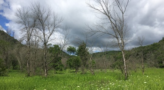 Emerald ash borer infested trees in Great River Bluffs State Park, 2016, MDA