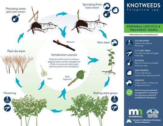 Lifecycle graphic showing how knotweed grows and timing for management strategies.