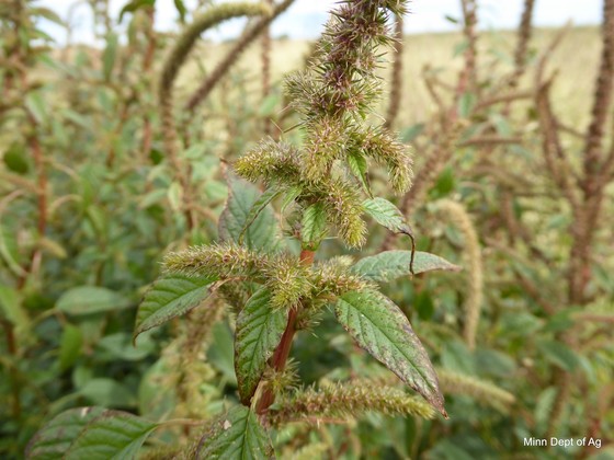 Close-up of the seedhead spikes on a Palmer amaranth plant