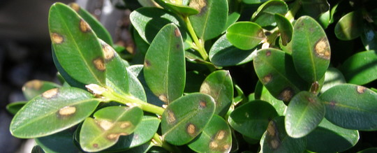 Boxwood blight leaf spots