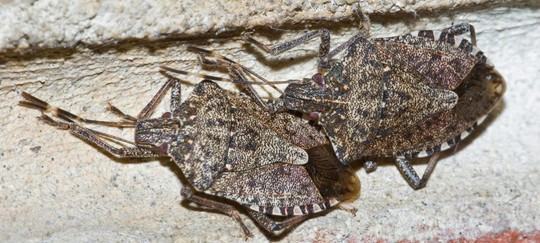 Brown marmorated stink bug adults