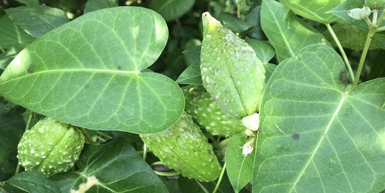 Rough potato vine with leaves and seed pods