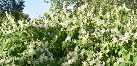Flowering Bohemian knotweed