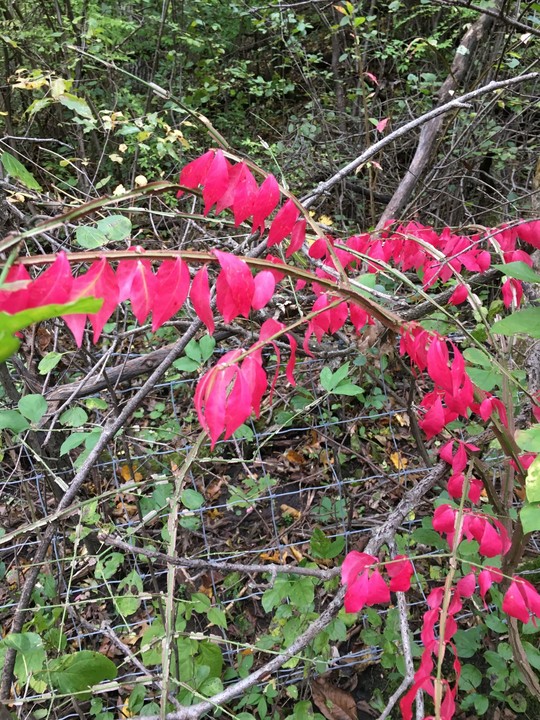 Winged burning bush has bright red leaves in the fall