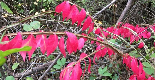 Winged burning bush has bright red leaves in the fall.