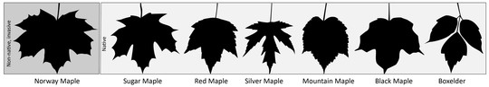 Leaf comparison of six native maple species and the non-native Norway maple