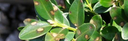 Leaf spot symptom of boxwood blight