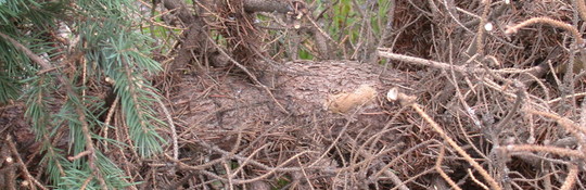 Gypsy moth egg mass on conifer tree.