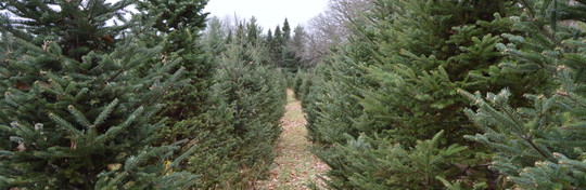 Christmas trees in a field