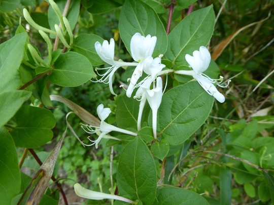 Tubular flowers of the Japanese honeysuckle are initially white then fade to yellow with age.