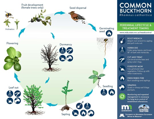 This graphic shows the lifecycle and treatment timing for common buckthorn.