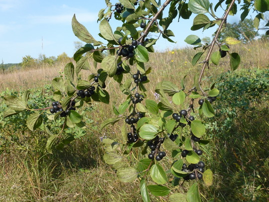 Buckthorn fruit contains seed.  Birds eat the fruit and can spread seed.